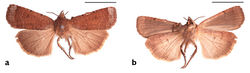 Figure 16. Holotype of Abagrotis crumbi race benjamini Franclemont. a Dorsal b Ventral. Scale bars: 1 cm (Photos B. Proshek).