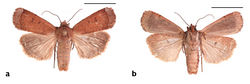 Figure 17. Abagrotis benjamini Franclemont, Aquinnah, MA. P.Z. Goldstein. a Dorsal b Ventral. Scale bars: 1 cm (Photos B. Proshek).