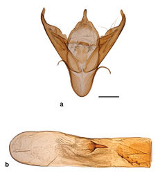 Figure 22. Genitalia of Abagrotis crumbi benjamini (Paratype). USNM dissection #36838. a Clasper b Phallus.