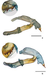 Figure 23. Everted vesica of Abagrotis benjamini, Aquinnah, MA. a USNM dissection #148029 b Everted vesica of Abagrotis benjamini, Dartmouth, MA. USNM dissection #148067. Cf. Figs 9d (larva), 11(adult), and 18a, b (adult).