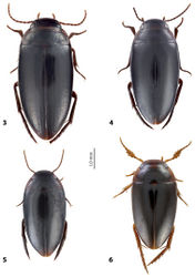 Figures 3–6. Habitus and coloration 3 Exocelina ascendens (Balke, 1998) 4 E. tomhansi sp. n. 5 E. iratoi sp. n. 6 E. bagus (Balke & Hendrich, 2001).