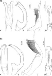 Figures 13–14. 13 Exocelina iratoi sp. n. 14 E. bagus (Balke & Hendrich, 2001) A median lobe in ventral view B median lobe in lateral view C paramere in external view D male protarsomeres 4–5 in ventral view.