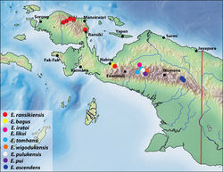 Figure 19. Map of the western part of New Guinea showing the species distributions.