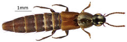 Figure 1. Dorsal habitus of Quedius spencei, sp. n.