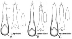 Figure 2. Male genitalia of A Q. spencei B Q. rusticus, and C Q. simulator a aedeagus, ventral aspect, ml: median lobe, pm: paramere b paramere, dorsal aspect, sp: sensory peg setae c) apex of median lobe, ventral aspect. Illustrations of Q. rusticus and simulator from Smetana (1971a)[1].