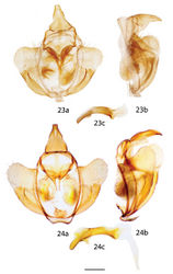 Figures 23, 24. Reinmara male genitalia, a ventral b lateral c phallus lateral. 23 R. enthona, Suriname, Moengo, Boven Cottica River, St Laurent diss.: 10-25-15:2 (CUIC). 24 R. atlantica Holotype, Brazil, Espírito Santo, Linhares, 40 m, St Laurent diss.: 11-1-16:6 (DZUP). Scale bar: 1 mm.