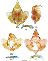 Figures 25–27. Reinmara male genitalia, a ventral b lateral c phallus lateral. 25 R. andensis Holotype, Bolivia, N. Yungas, 1000–1800 m, D. Herbin genitalia prep. H. 1134 (MNHN) 26 R. occidentalis Holotype, Ecuador, El Oro, 10 km NW of Piñas, 750 m, genitalia prep. 29.218 [phallus flipped horizontally, oriented somewhat dorsally] (MWM) 27 R. occidentalis Paratype, Ecuador, road Piñas to Saracay, 800 m, genitalia prep. 30.813 [phallus flipped horizontally] (MWM). Scale bar: 1 mm.