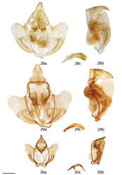 Figures 28–30. Reinmara male genitalia, a ventral b lateral c phallus lateral. 28 R. wolfei, Brazil, Distrito Federal, Planaltina, 1000 m, C. Mielke genitalia prep. 6.812 (CPAC) 29 R. minasa, Brazil, Espírito Santo, St Laurent diss.: 5-15-16:1 (CUIC) 30 R. ignea Paratype, Brazil, Santa Catarina, São Bento do Sul, Rio Vermelho, 968 m, St Laurent diss.: 5-6-16:1 (ISEZ). Scale bar: 1 mm.