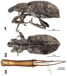 Figures 1–3. Apodrosus alberti. 1 Lateral habitus, female 2 Dorsal habitus, female 3 Male aedeagus, dorsal.