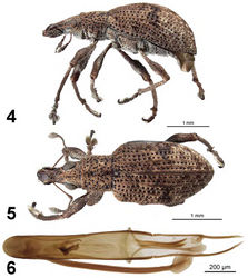 Figures 4–6. Apodrosus alternatus. 4 Lateral habitus, male 5 Dorsal habitus, male 6 Male aedeagus, dorsal.