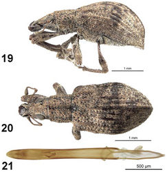 Figures 19–21. Apodrosus pseudoalternatus. 19 Lateral habitus, female 20 Dorsal habitus, female 21 Male aedeagus, dorsal.