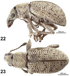 Figures 22–23. Apodrosus sandersoni. 22 Lateral habitus, female 23 Dorsal habitus, female.