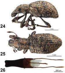 Figures 24–26. Apodrosus zayasi. 24 Lateral habitus, female 25 Dorsal habitus, female 26 Male aedeagus, dorsal.