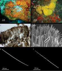 Figure 2. Aaptos lobata sp. n. A, B specimens in situ: A holotype B paratype C skeleton organisation (transverse section) D peripherical part of the skeleton E large strongyloxea F thin style.