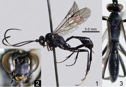 Figures 1–3. Amphirhachis fujiei sp. n., female (holotype). 1 lateral habitus 2 head, anterior view 3 head, mesosoma and metasoma, dorsal view.