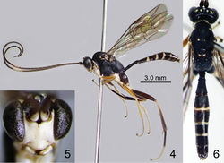 Figures 4–6. Amphirhachis fujiei sp. n., male (paratype). 4 lateral habitus 5 head, anterior view 6 head, mesosoma and metasoma, dorsal view.