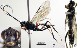 Figures 7–9. Amphirhachis miyabi sp. n., female (holotype). 7 lateral habitus 8 head, anterior view 9 head, mesosoma and metasoma, dorsal view.