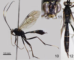 Figures 10–12. Amphirhachis nigra Townes, 1970, female from Japan. 10 lateral habitus 11 head, anterior view 12 head, mesosoma and metasoma, dorsal view.