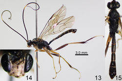 Figures 13–15. Amphirhachis nigra Townes, 1970, male from Japan. 13 lateral habitus 14 head, anterior view 15 head, mesosoma and metasoma, dorsal view.