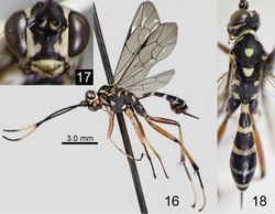 Figures 16–18. Amphirhachis tertia Momoi, 1970, female from Japan. 16 lateral habitus 17 head, anterior view 18 head, mesosoma and metasoma, dorsal view.