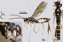 Figures 19–21. Amphirhachis tertia Momoi, 1970, male from Japan. 19 lateral habitus 20 head, anterior view 21 head, mesosoma and metasoma, dorsal view.