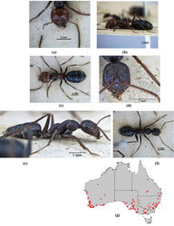 Figure 6. Melophorus aeneovirens (Lowne): BMNH major worker syntype frons (a), profile (b) and dorsum (c); BMNH minor worker syntype frons (d), profile (e) and dorsum (f); distribution map for the species (g).