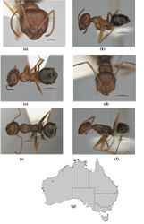 Figure 7. Melophorus attenuipes sp. n.: major worker paratype (JDM32-002000–top ant) frons (a), profile (b) and dorsum (c); minor worker holotype (JDM32-002000–bottom ant) frons (d), profile (e) and dorsum (f); distribution map for the species (g). Low resolution scale bars: 1 mm (b, c); 0.5 mm (a, d–f).