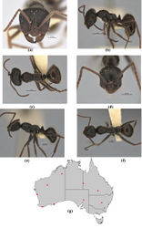 Figure 8. Melophorus canus sp. n.: major worker paratype (ANIC32-900003–third ant from top) frons (a), profile (b) and dorsum (c); minor worker (ANIC32-900003–top ant) holotype frons (d), profile (e) and dorsum (f); distribution map for the species (g). Low resolution scale bars: 1 mm (b, c); 0.5 mm (a, d–f).