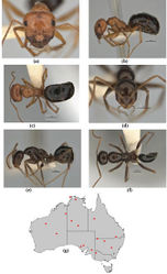 Figure 9. Melophorus castaneus sp. n.: major worker paratype (ANIC32-900180–top ant) frons (a), profile (b) and dorsum (c); minor worker holotype (ANIC32-900180–bottom ant) frons (d), profile (e) and dorsum (f); distribution map for the species (g). Low resolution scale bars: 1 mm (b, c); 0.5 mm (a, d–f).