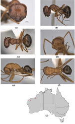 Figure 10. Melophorus clypeatus sp. n.: major worker paratype (JDM-001497–top ant) frons (a), profile (b) and dorsum (c); minor worker holotype (JDM32-001497–bottom ant on separate pin) frons (d), profile (e) and dorsum (f); distribution map for the species (g). Low resolution scale bars: 1 mm (b, c); 0.5 mm (a, d–f).