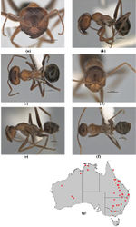 Figure 11. Melophorus curtus Forel: non–type major worker (ANCI32-900019–top ant) frons (a), profile (b) and dorsum (c); non–type minor worker frons (ANCI32-900019–bottom ant) (d), profile (e) and dorsum (f); distribution map for the species (g). Low resolution scale bars: 1 mm (a–c); 0.5 mm (d–f).