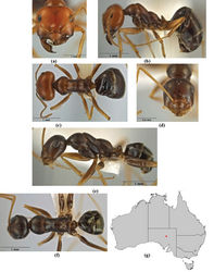 Figure 12. Melophorus fulgidus sp. n.: major worker (ANIC32-066609–top ant) paratype frons (a), profile (b) and dorsum (c); minor worker holotype (ANIC32-066609–bottom ant) frons (d), profile (e) and dorsum (f); distribution map for the species (g).