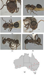 Figure 13. Melophorus gibbosus sp. n.: major worker paratype (ANIC32-900073–second point from top; end ant) frons (a), profile (b) and dorsum (c); minor worker holotype (ANIC32-900031) frons (d), profile (e) and dorsum (f); distribution map for the species (g). Low resolution scale bars: 1 mm (b, c); 0.5 mm (a, e–f); 0.2 (d).