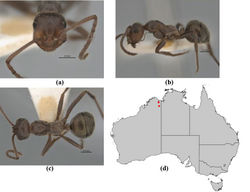 Figure 14. Melophorus griseus sp. n.: minor worker holotype (JDM32-004555) frons (a), profile (b) and dorsum (c); distribution map for the species (d). Low resolution scale bars: 0.5 mm (a–c).