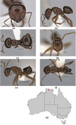 Figure 15. Melophorus kuklos sp. n.: major worker paratype (ANIC32-900094) frons (a), profile (b) and dorsum (c); minor worker holotype (ANIC32-900095) frons (d), profile (e) and dorsum (f); distribution map for the species (g). Low resolution scale bars: 1 mm (b, c); 0.5 mm (a, e–f); 0.2 (d).