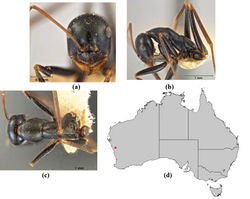 Figure 16. Melophorus mullewaensis sp. n.: minor worker holotype (ANIC32-06621–top ant) frons (a), profile (b) and dorsum (c); distribution map for the species (d).