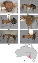 Figure 17. Melophorus platyceps sp. n.: major worker paratype (ANIC32-900117–top ant) frons (a), profile (b) and dorsum (c); minor worker holotype (ANIC32-900117–middle ant) frons (d), profile (e) and dorsum (f); distribution map for the species (g). Low resolution scale bars: 1 mm (b, c); 0.5 mm (a, d–f).