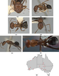 Figure 18. Melophorus praesens sp. n.: major worker (JDM32-001480) frons (a), profile (b) and dorsum (c); minor worker holotype (ANIC32-900117–top ant) frons (d), profile (e) and dorsum (f); distribution map for the species (g). Low resolution scale bars: 1 mm (b, c); 0.5 mm (a, d–f). Low resolution scale bars: 1 mm (b, c, e); 0.5 mm (a, d).