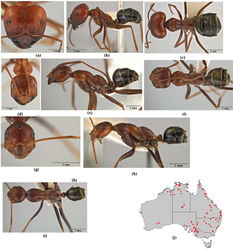 Figure 19. Melophorus rufoniger sp. n.: major worker paratype (ANIC32-066641–top ant) frons (a), profile (b) and dorsum (c); paratype media worker (ANIC32-046417) frons (d), profile (e) and dorsum (f); minor worker holotype (ANIC32-066663–bottom ant) frons (g), profile (h) and dorsum (i); distribution map for the species (j).