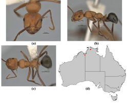 Figure 20. Melophorus sulconotus sp. n.: minor worker holotype (ANIC32-900071–middle ant) frons (a), profile (b) and dorsum (c); distribution map for the species (d). Low resolution scale bars: 1 mm (b, c); 0.5 mm (a).