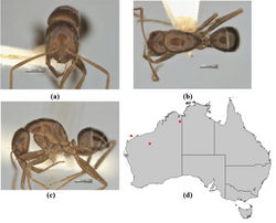 Figure 22. Melophorus teretinotus sp. n.: minor worker holotype (JDM32-004552) frons (a), profile (b) and dorsum (c); distribution map for the species (d). Low resolution scale bars: 0.5 mm (a–c).