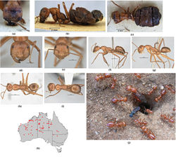 Figure 23. Melophorus bagoti Lubbock: BMNH major worker syntype (CASENT0903260) frons (a), profile (b) and dorsum (c); non–type major worker (ANIC3-900190–top ant) frons (d), profile (f) and dorsum (i); non–type minor worker (ANIC3-900190–bottom ant) frons (e), profile (g) and dorsum (h); Melophorus bagoti workers and reproductives at nest entrance (photo credit: A. J. Narendra) (j); distribution map for the species (k). Low resolution scale bars: 2 mm (f, g, h, i); 0.5 mm (d, g).