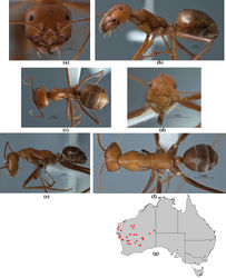 Figure 24. Melophorus gracilipes sp. n.: major worker paratype (ANIC32-032240–top ant) frons (a), profile (b) and dorsum (c); minor worker (ANIC32-032240–bottom ant) holotype frons (d), profile (e) and dorsum (f); distribution map for the species (g).