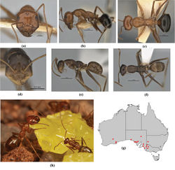 Figure 25. Melophorus nemophilus sp. n.: media worker holotype (ANIC32-900077–top ant) frons (a), profile (b) and dorsum (c); non–type minor worker (ANIC32-030935) frons (d), profile (e) and dorsum (f); Melophorus nemophilus minor and major worker at bait (photo credit: A. J. Narendra) (g); distribution map for the species (h). Low resolution scale bars: 1 mm (b, c); 0.5 mm (e, f).