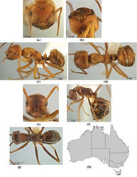 Figure 26. Melophorus anderseni Agosti: non–type major worker (ANIC32-066653) frons (a), underside of head showing palps (b), profile (c) and dorsum (d); non–type minor worker (ANIC32-066666) frons (e), profile (f) and dorsum (g); distribution map for the species (h).