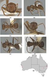 Figure 27. Melophorus andersenioides sp. n.: major worker paratype (ANIC32-900082) frons (a), profile (b) and dorsum (c); minor worker holotype (ANIC32-900082–bottom ant) frons (d), profile (e) and dorsum (f); distribution map for the species (g). Low resolution scale bars: 1 mm (b, c); 0.5 mm (a, d–f).