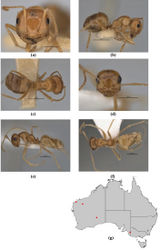 Figure 28. Melophorus chrysus sp. n.: non–type major worker (ANIC32-900146–middle ant)frons (a), profile (b) and dorsum (c); minor worker holotype (JDM32-004655) frons (d), profile (e) and dorsum (f); distribution map for the species (g). Low resolution scale bars: 1 mm (b, c); 0.5 mm (a, d–f).