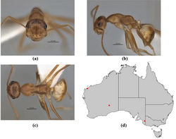 Figure 29. Melophorus subulipalpus sp. n.: minor worker holotype (JDM32-004701) frons (a), profile (b) and dorsum (c); distribution map for the species (d). Low resolution scale bars: 0.5 mm (a–c).