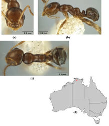 Figure 30. Melophorus argus sp. n.: minor worker holotype (ANIC32-066597–top ant) frons (a), profile (b) and dorsum (c); distribution map for the species (d).