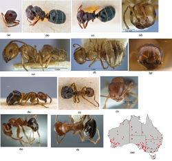 Figure 31. Melophorus biroi Forel: HNMH ‘biroi’ major worker holotype (probable) frons (a), profile (b) and dorsum (c); MHNG ‘marius’ major worker holotype frons (d), profile (e) and dorsum (f); ZHMB ‘fieldi propinqua’ major worker syntype (GBIF-D/FoCoL 2211) frons (g), profile (h) and dorsum (i); non–type minor worker (ANIC ANTS Vial 1.210) frons (j), profile (k) and dorsum (l); distribution map for the species for the species (m). Low resolution scale bars: 1 mm (i); 500µm (g, h); (scale bars not supplied on Automontage photographs (a–c).